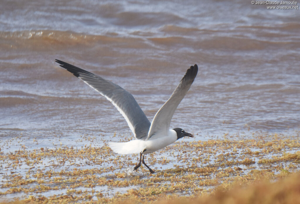 Laughing Gull