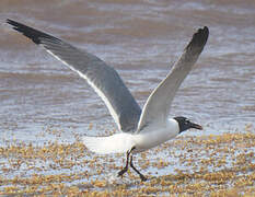 Laughing Gull