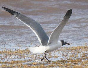 Mouette atricille