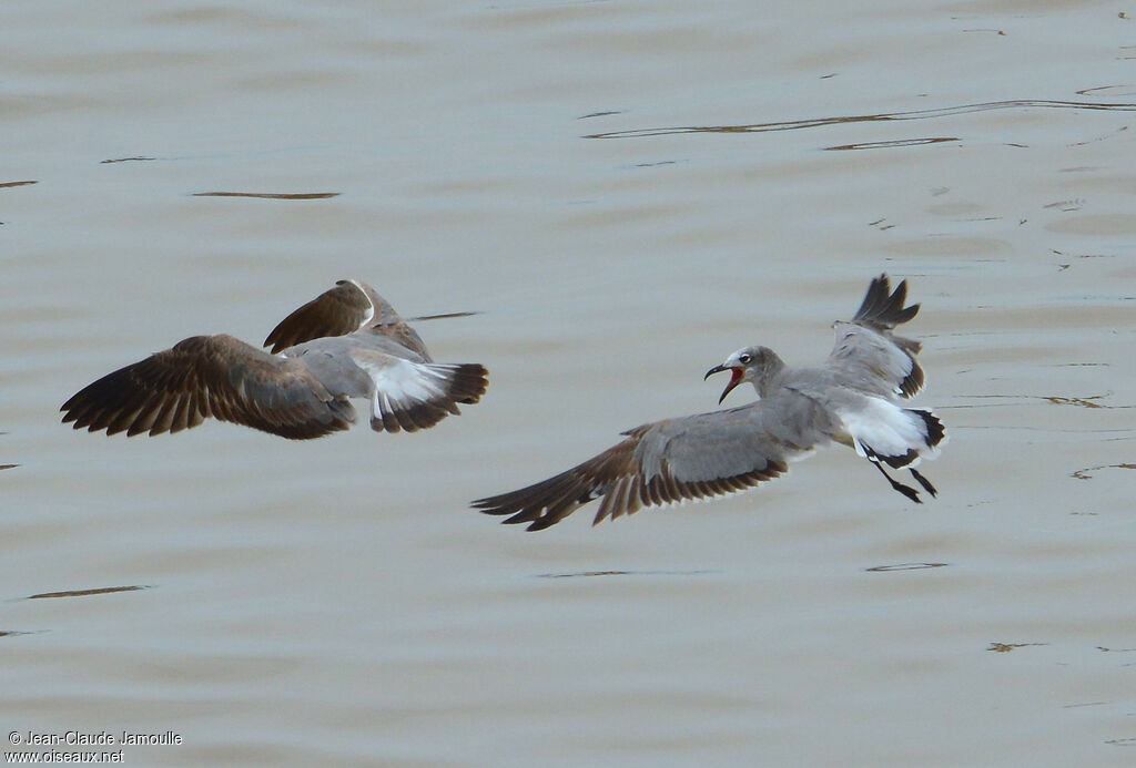 Mouette atricille1ère année