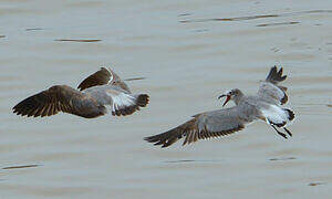 Laughing Gull