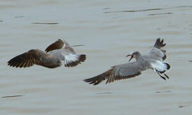 Mouette atricille