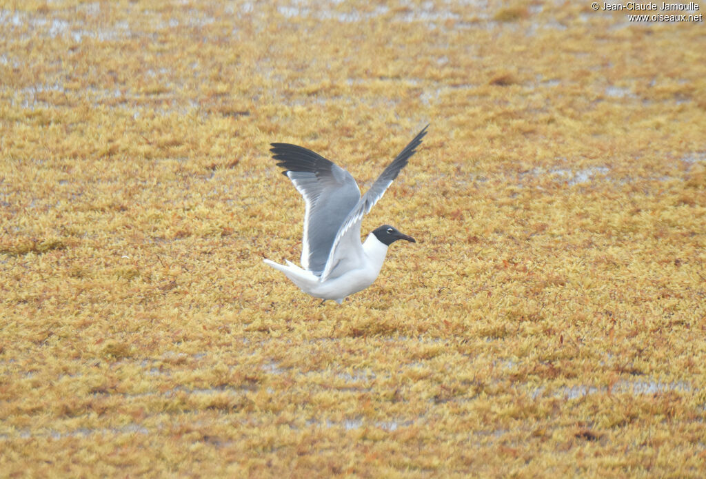 Mouette atricille1ère année