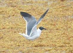 Laughing Gull