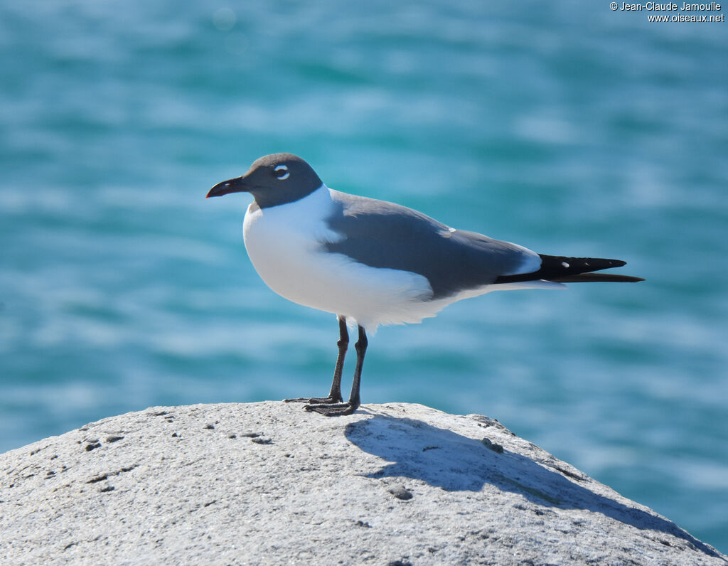 Mouette atricilleadulte