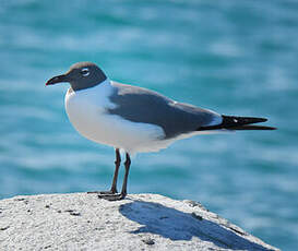 Mouette atricille