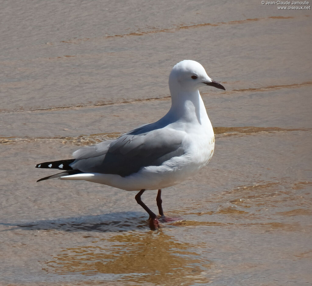 Hartlaub's Gull