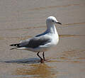 Mouette de Hartlaub