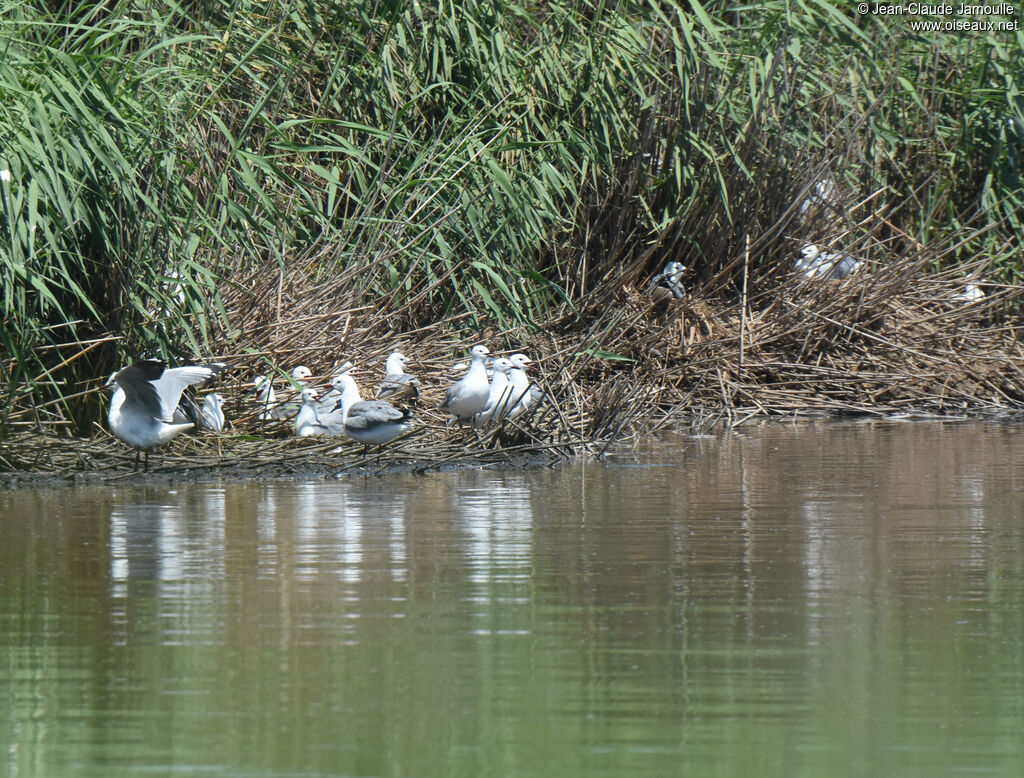 Mouette de Hartlaubadulte, Nidification