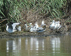 Hartlaub's Gull