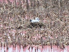 Hartlaub's Gull