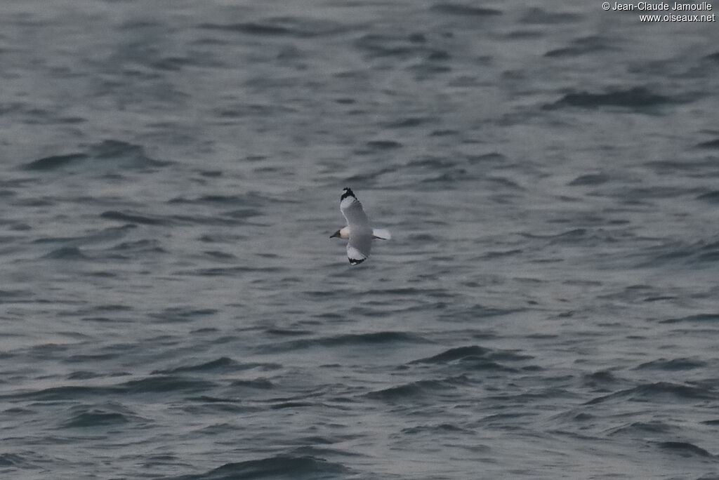 Brown-headed Gulladult