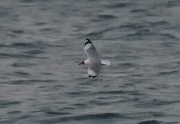 Brown-headed Gull