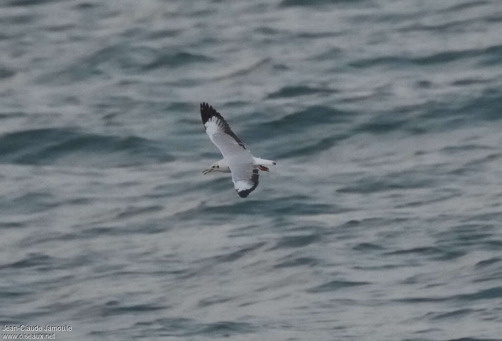 Mouette du Tibet2ème année, pigmentation, Vol