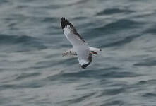 Mouette du Tibet