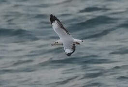 Brown-headed Gull