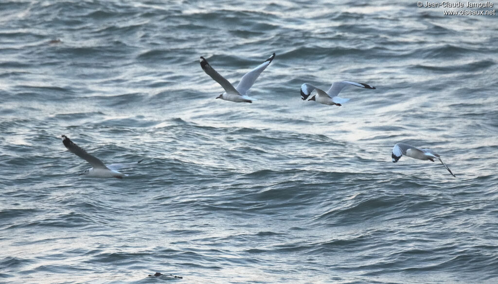 Mouette du Tibet