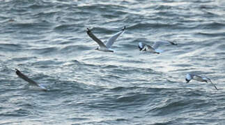 Mouette du Tibet