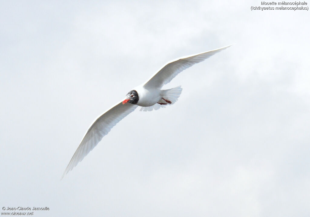 Mouette mélanocéphale, Vol