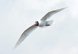 Mediterranean Gull