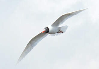 Mouette mélanocéphale