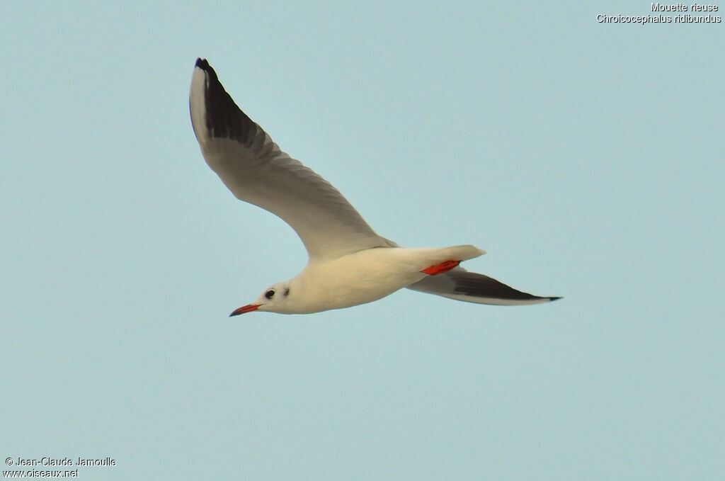 Black-headed Gull, Flight