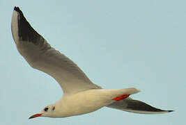 Mouette rieuse