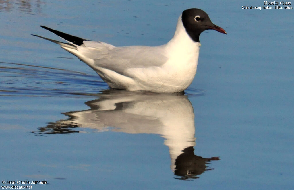 Mouette rieuseadulte