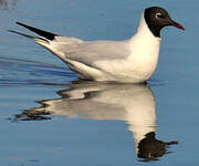 Mouette rieuse