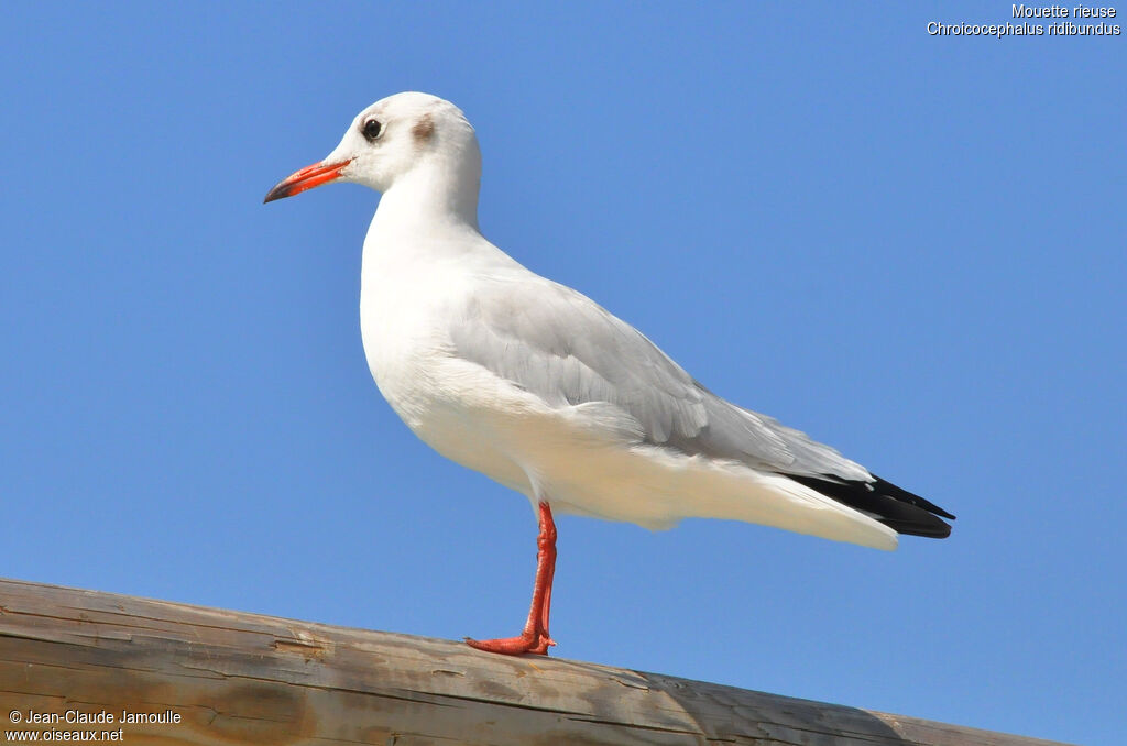 Mouette rieuseadulte internuptial, identification