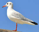 Mouette rieuse