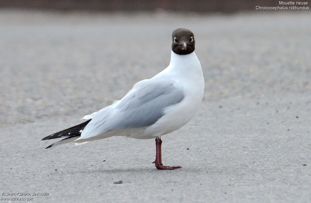 Mouette rieuse