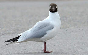 Mouette rieuse