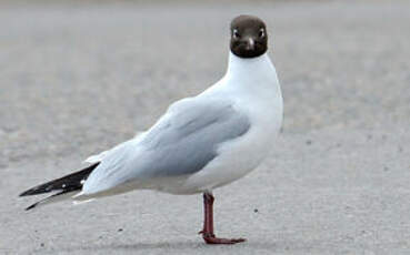 Mouette rieuse