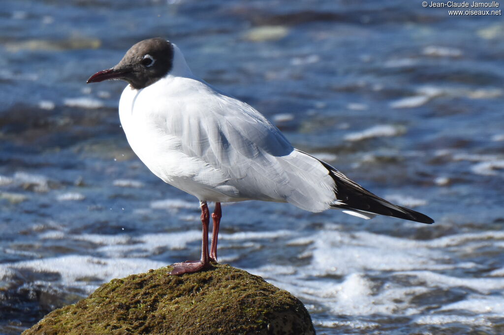 Mouette rieuseadulte nuptial