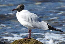 Mouette rieuse