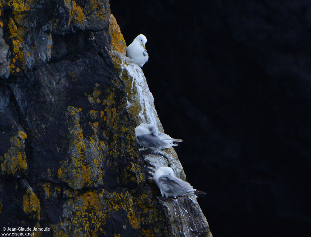 Mouette tridactyleadulte