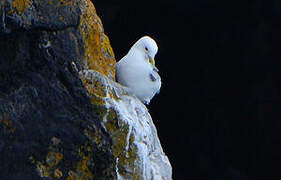 Black-legged Kittiwake