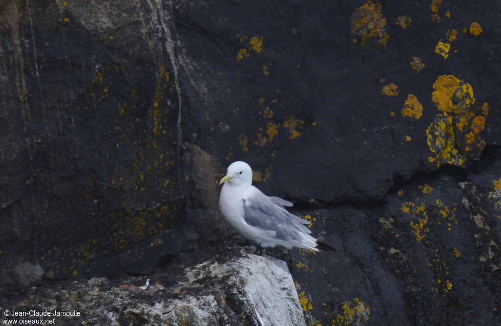 Mouette tridactyleadulte