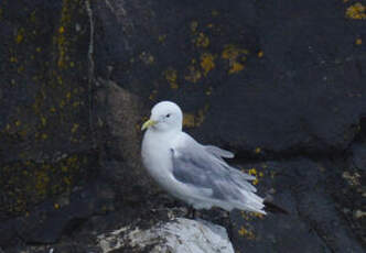 Mouette tridactyle