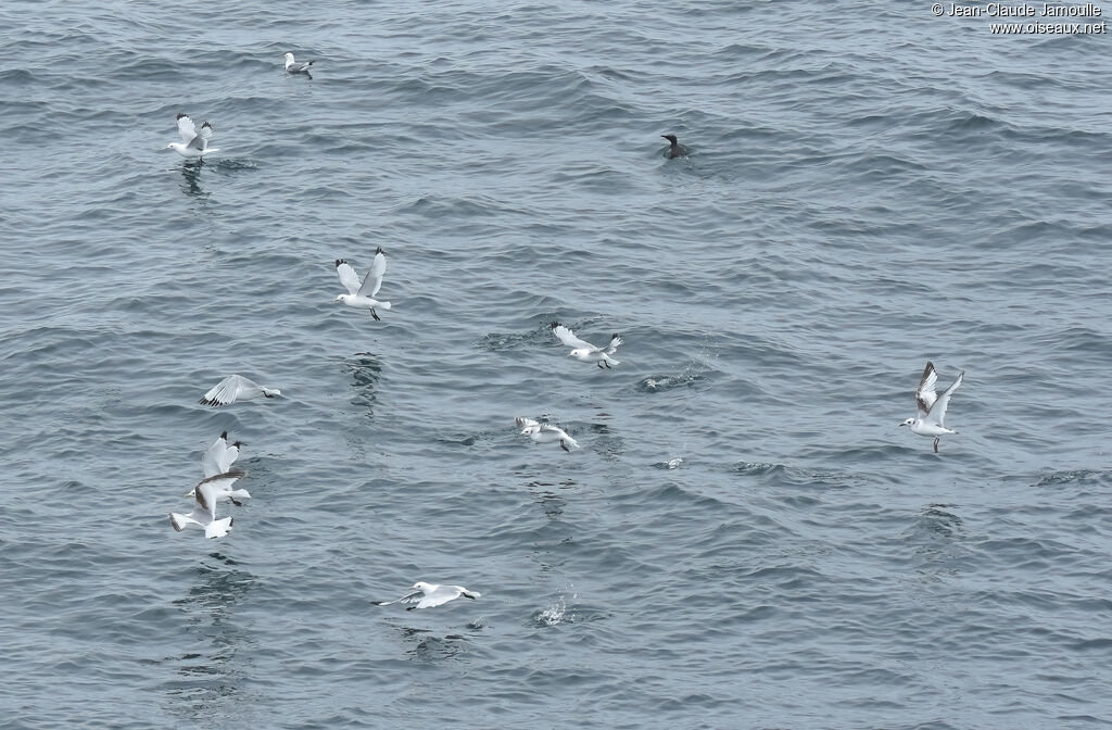 Mouette tridactyle