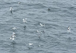 Black-legged Kittiwake