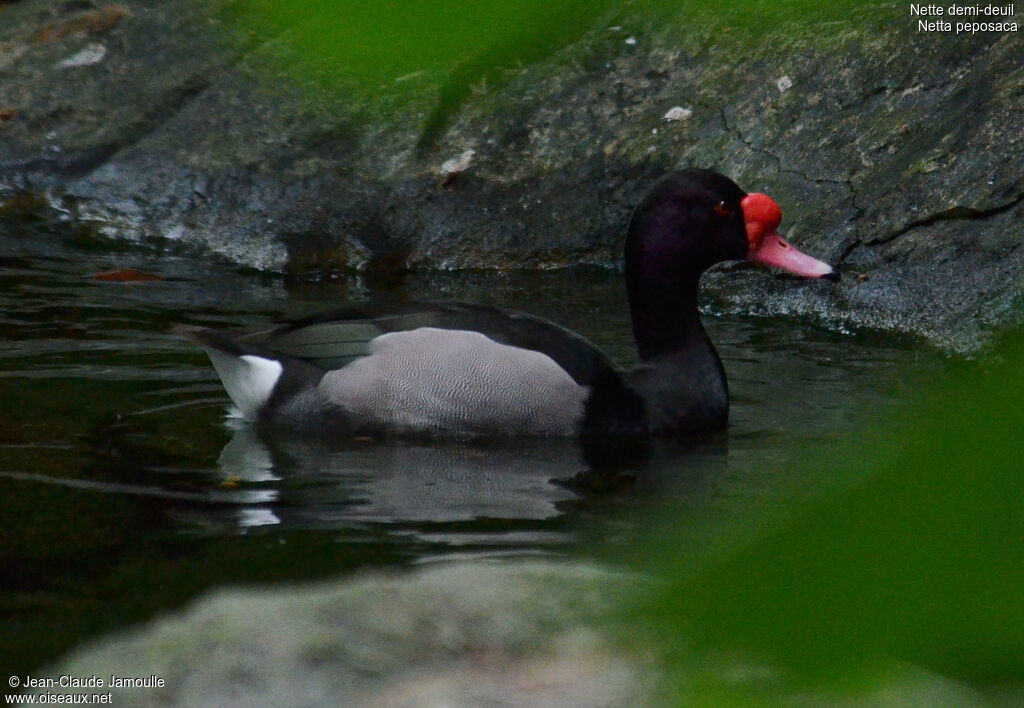 Rosy-billed Pochard male adult