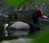 Rosy-billed Pochard