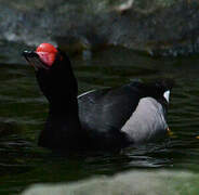 Rosy-billed Pochard