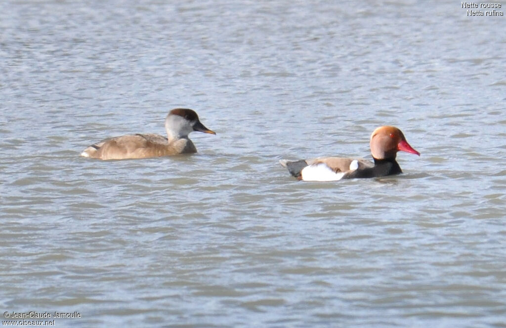 Red-crested Pochard , Behaviour