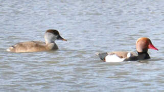 Red-crested Pochard