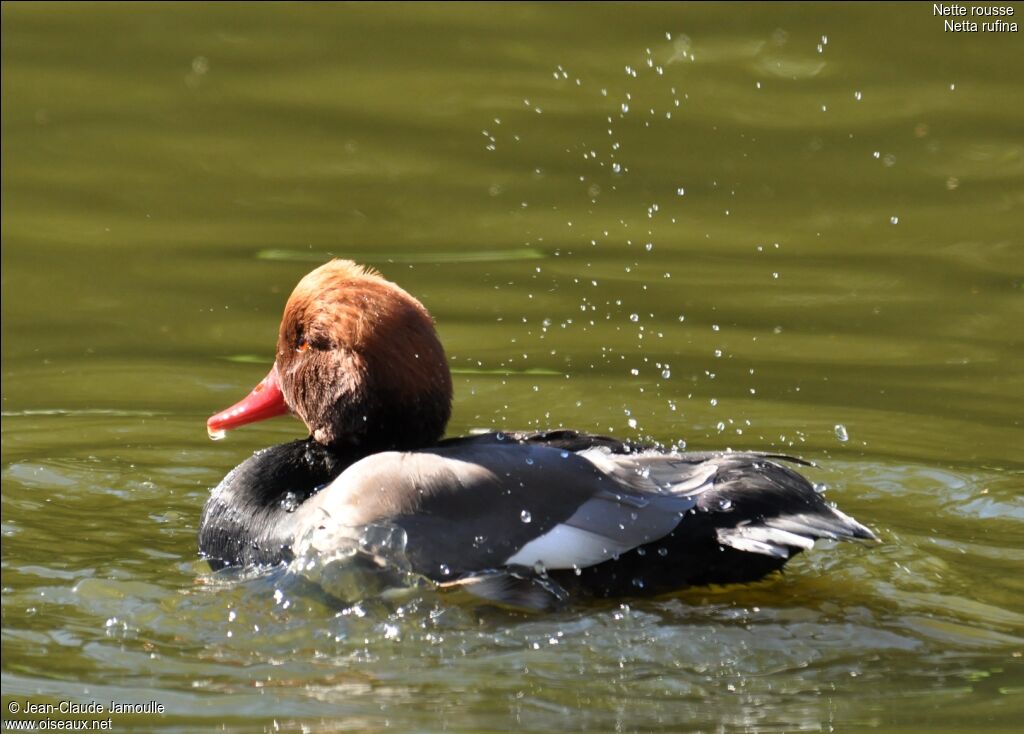 Red-crested Pochard, Behaviour