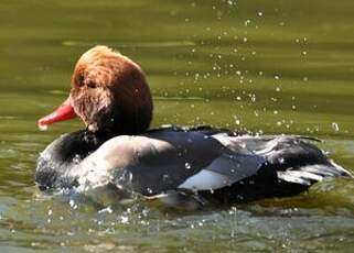 Nette rousse