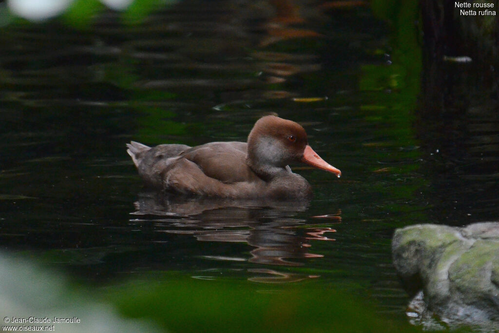 Nette rousse mâle, Comportement